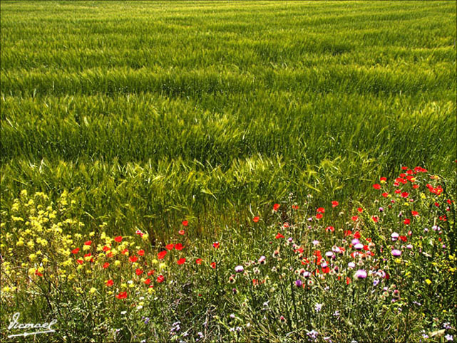 Foto de Alconchel de Ariza (Zaragoza), España