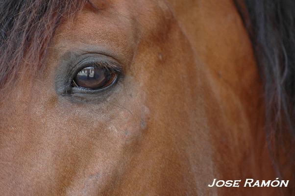 Foto de Jerez de la Frontera (Cádiz), España