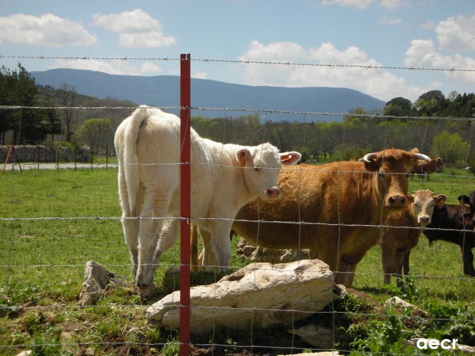 Foto de Matabuena (Segovia), España