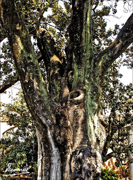 Foto de Sevilla (Andalucía), España