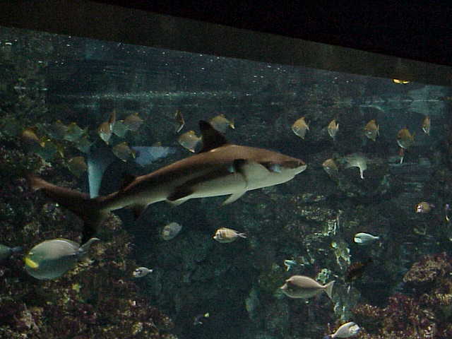 Foto de Barcelona (Cataluña), España