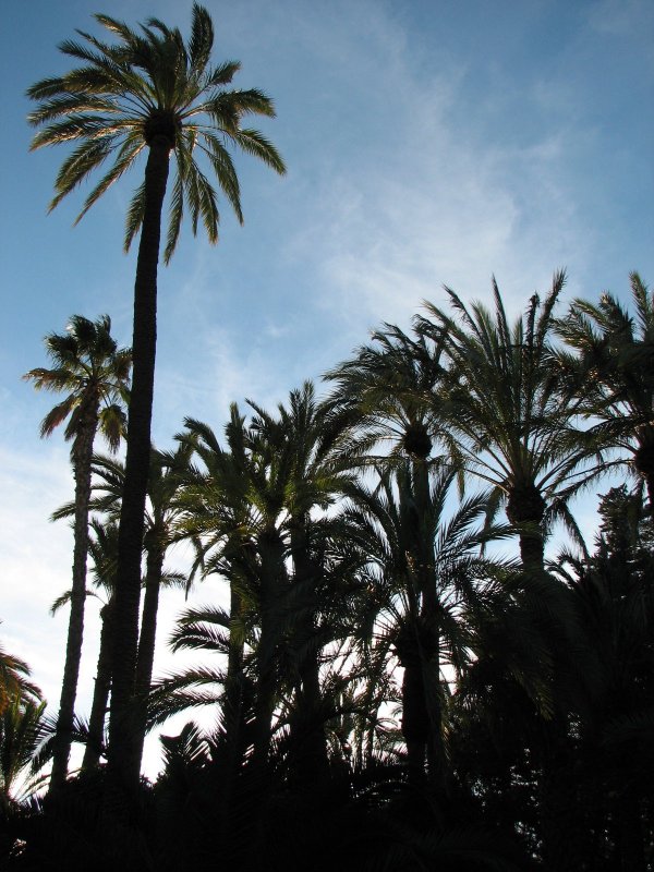 Foto de Elche (Alicante), España