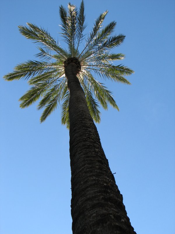 Foto de Elche (Alicante), España