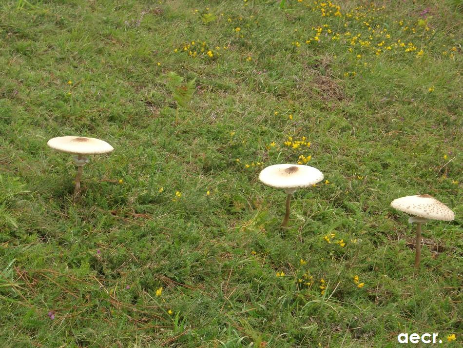 Foto de Carbayeu - Allande (Asturias), España
