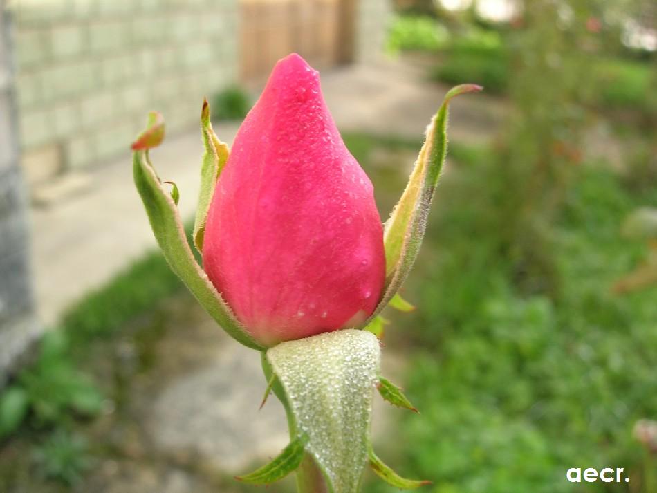 Foto de Pola de Allande (Asturias), España