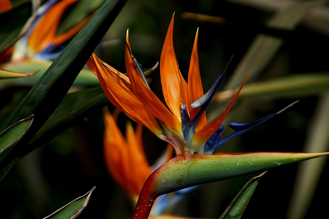 Foto de Valencia (València), España