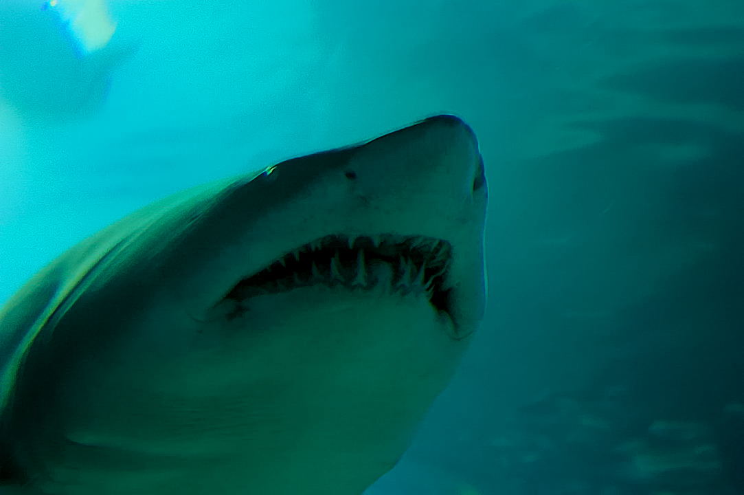 Foto de Valencia (València), España