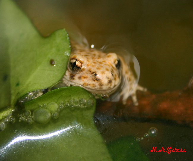 Foto de Ólvega (Soria), España