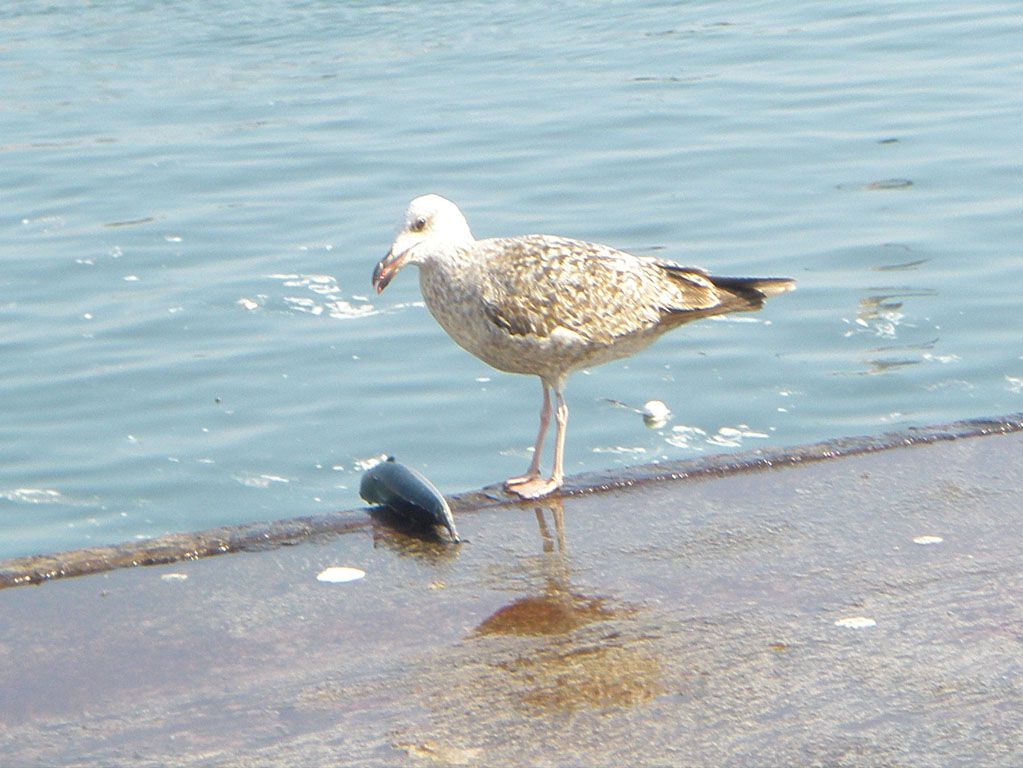 Foto de Ondarroa (Vizcaya), España