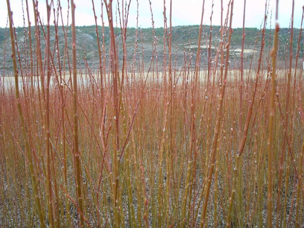 Foto de Beteta (Cuenca), España