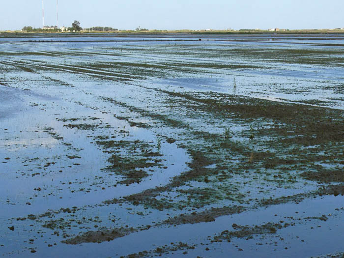Foto de Alfafar (València), España