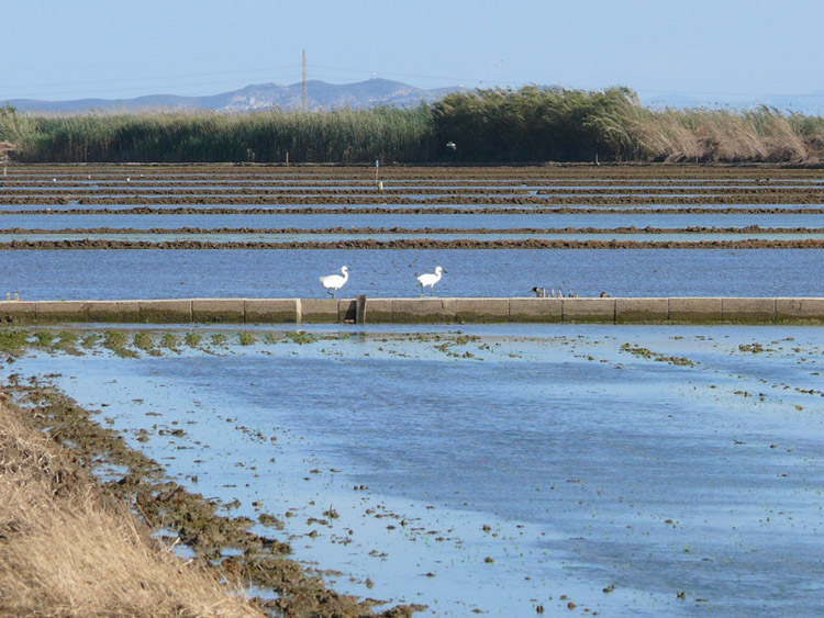 Foto de Massanassa (València), España