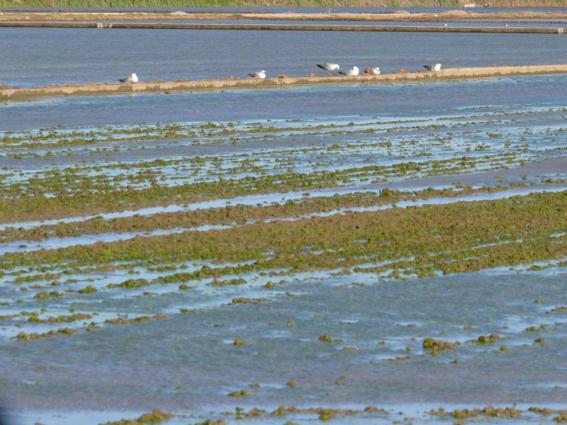 Foto de Massanassa (València), España
