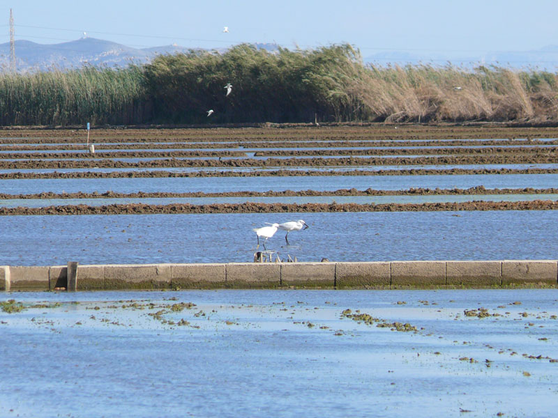 Foto de Massanassa (València), España
