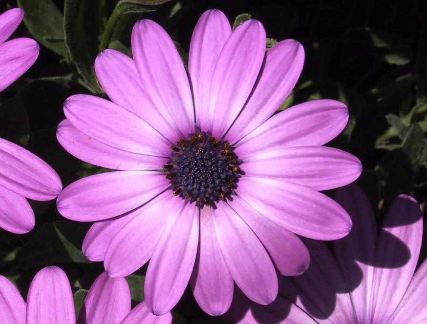 Foto de Sant Feliu de Llobregat (Barcelona), España