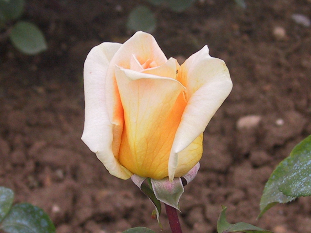 Foto de Sant Feliu de Llobregat (Barcelona), España