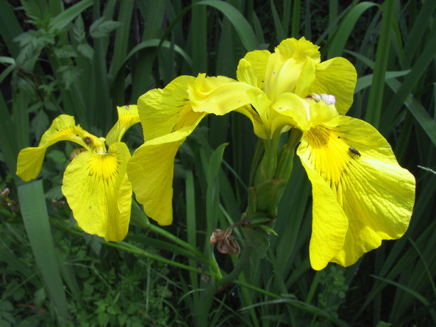Foto de Sant Pere Pescador (Girona), España