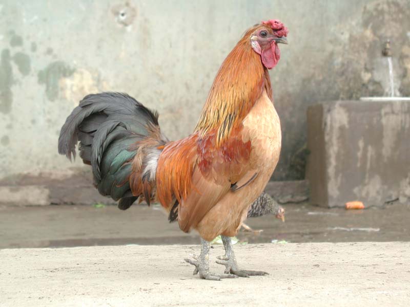 Foto de MocaCity - Espaillat, República Dominicana