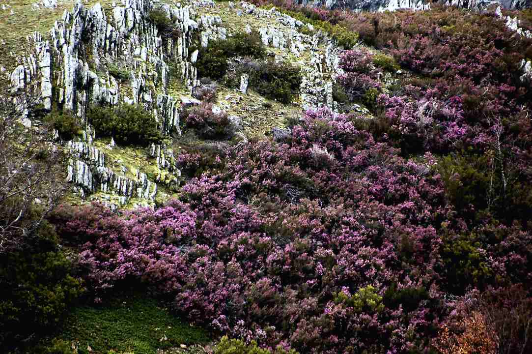 Foto de Riaza (Segovia), España