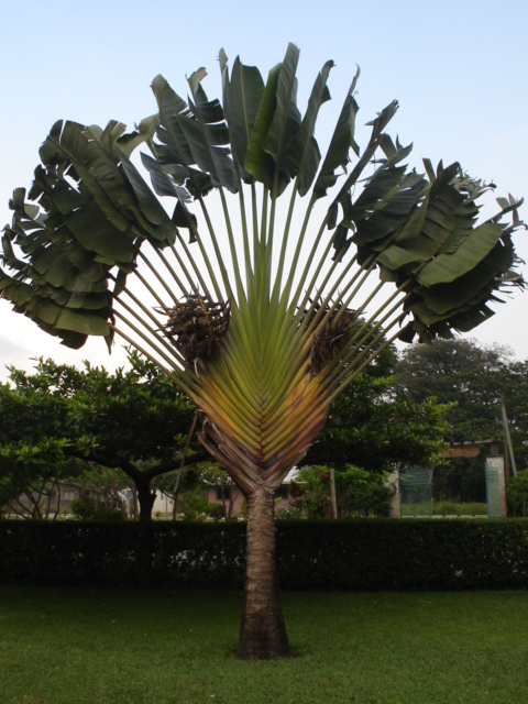 Foto de Los Naranjos, Honduras