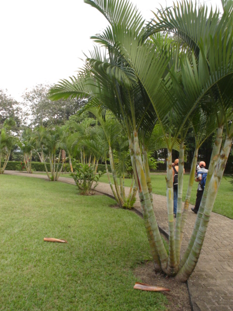 Foto de Los Naranjos, Honduras