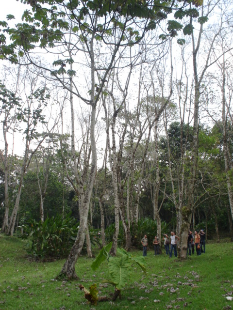 Foto de Los Naranjos, Honduras