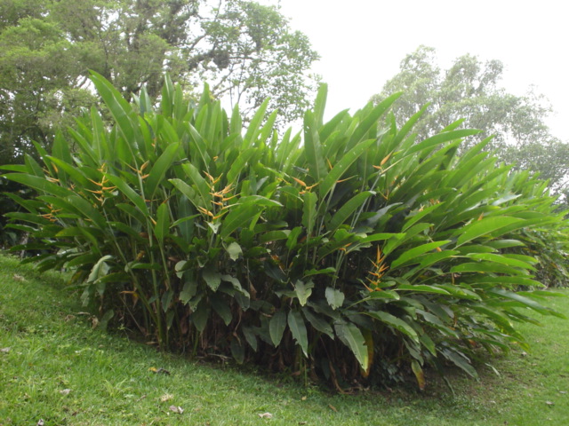 Foto de Los Naranjos, Honduras