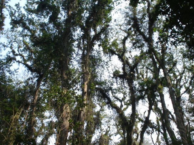 Foto de Los Naranjos, Honduras