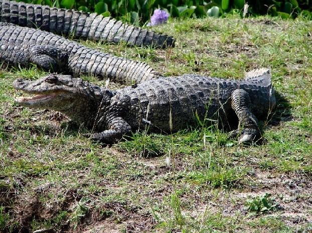 Foto de Maldonado, Uruguay