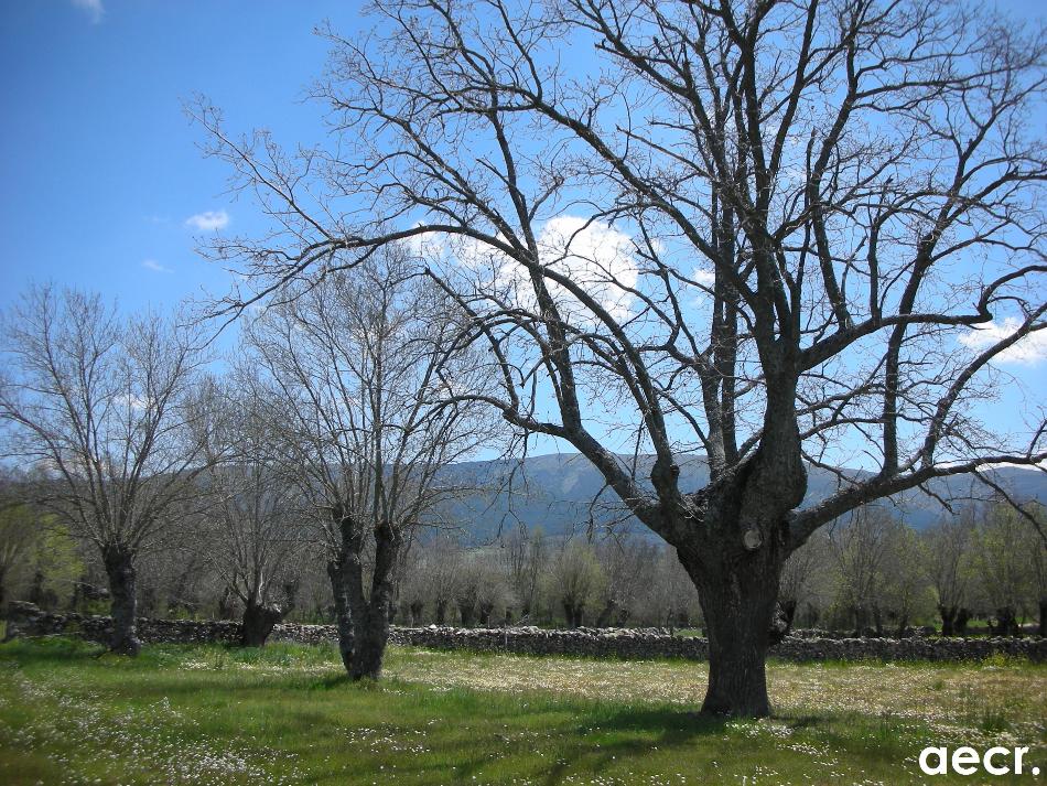 Foto de Cañicosa - Matabuena (Segovia), España