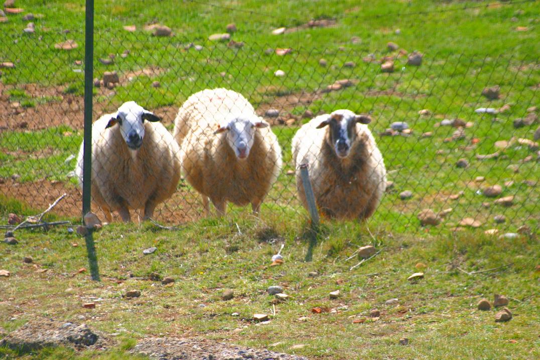 Foto de Sant Llorenç de Morunys (Lleida), España