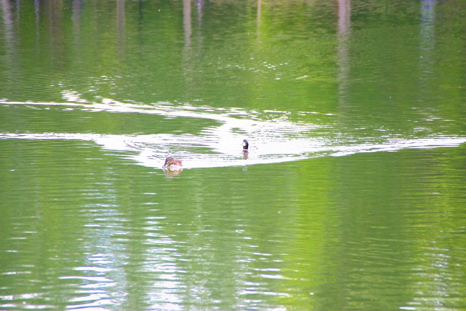 Foto de Puigcerdà (Girona), España