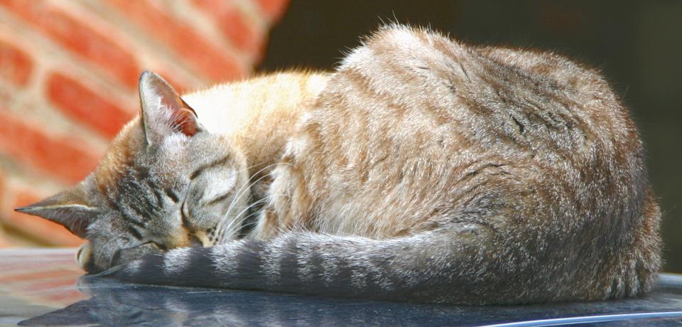 Foto de Puigcerdà (Girona), España