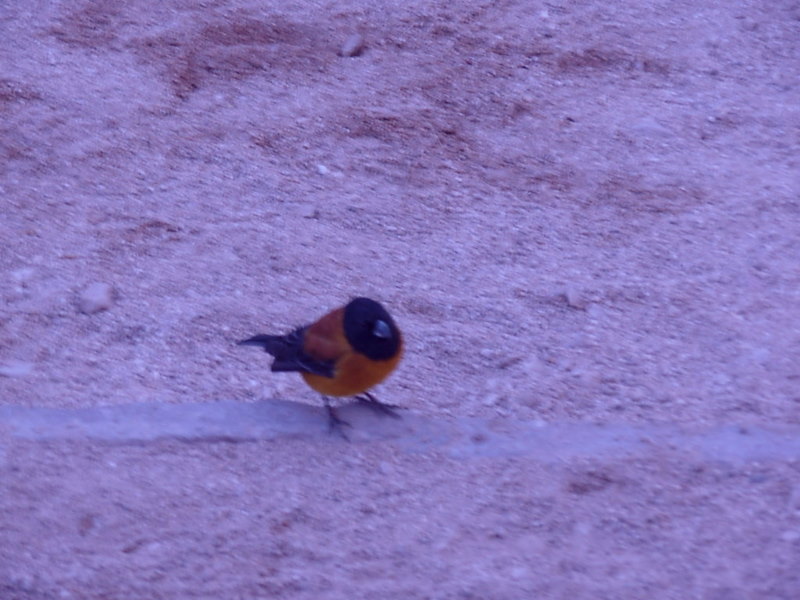 Foto de San Pedro de Atacama, Chile