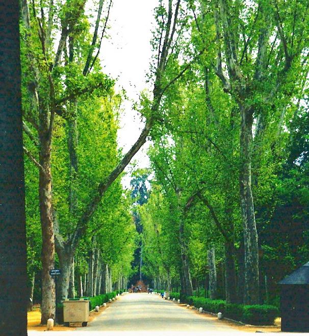 Foto de Sevilla (Andalucía), España