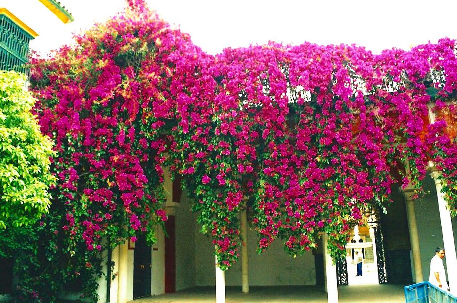 Foto de Sevilla (Andalucía), España