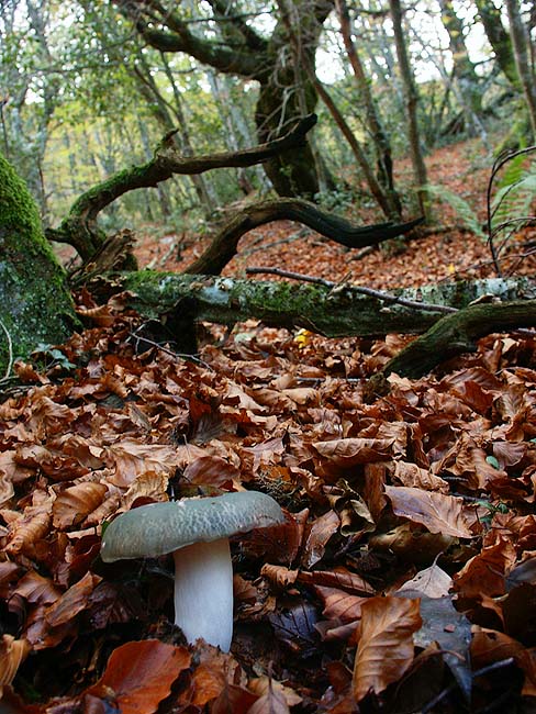Foto de Teverga (Asturias), España