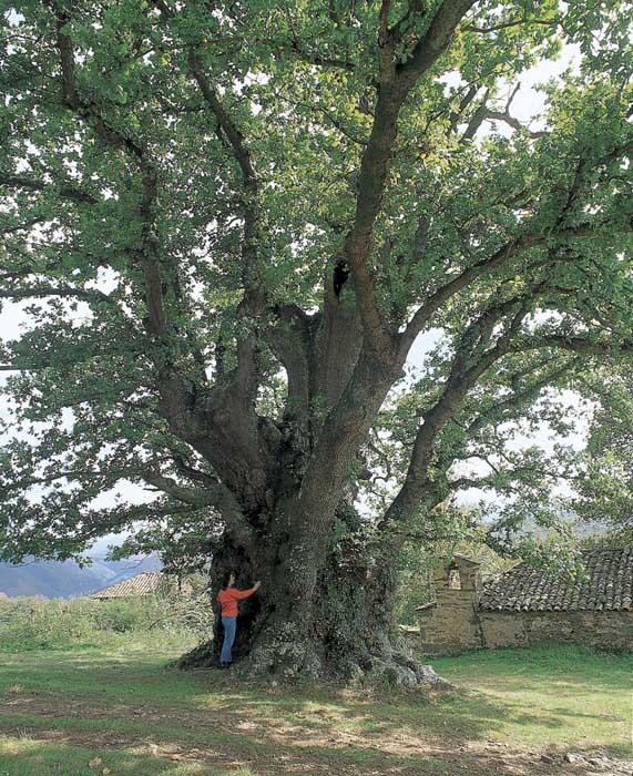 Foto de Tineo (Asturias), España