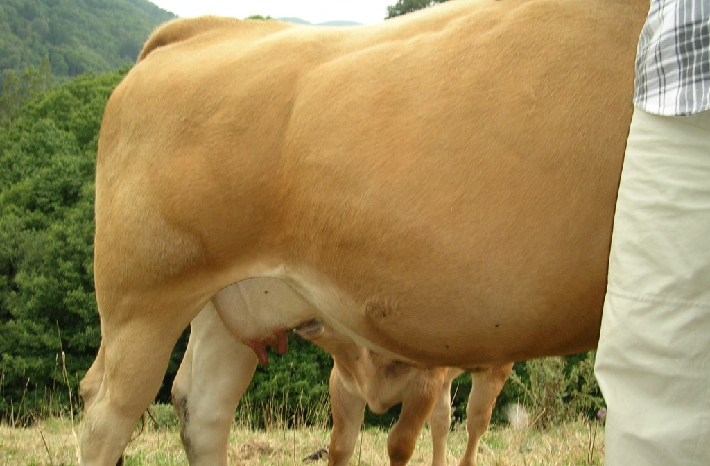 Foto de Carbayeu (Asturias), España