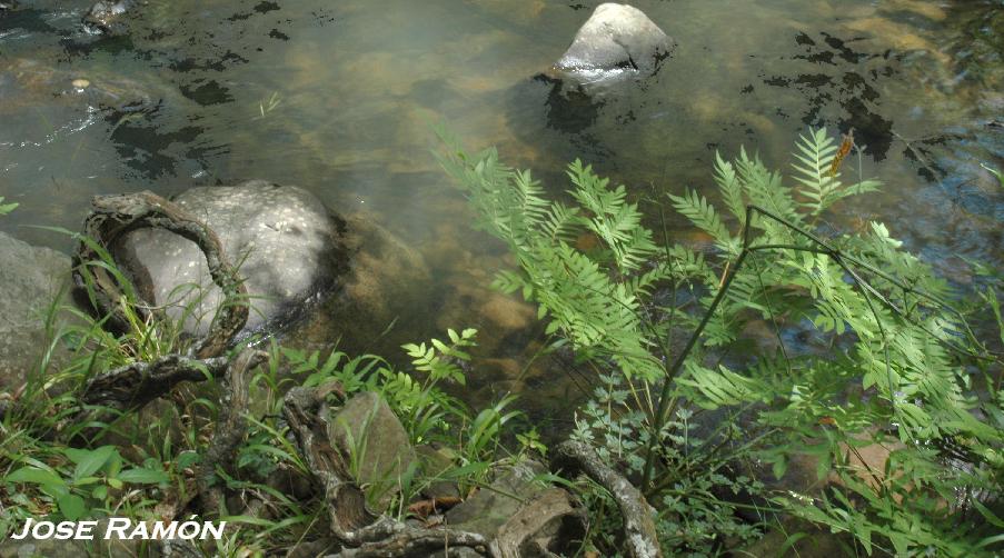 Foto de Algeciras (Cádiz), España