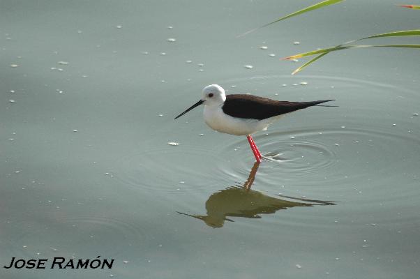 Foto de Jerez de la Frontera (Cádiz), España