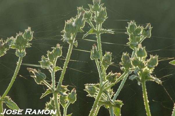 Foto de Jerez de la Frontera (Cádiz), España