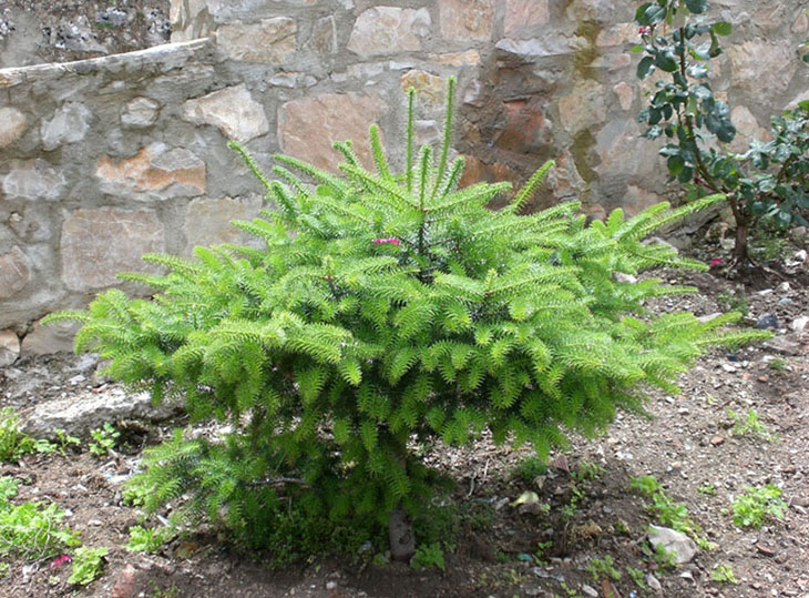 Foto de Grazalema (Cádiz), España
