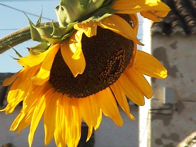 Foto de La Jámula (Granada), España