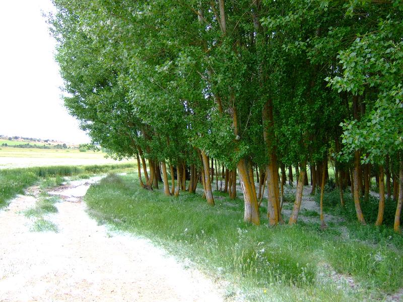Foto de Alcoba de la Torre (Soria), España