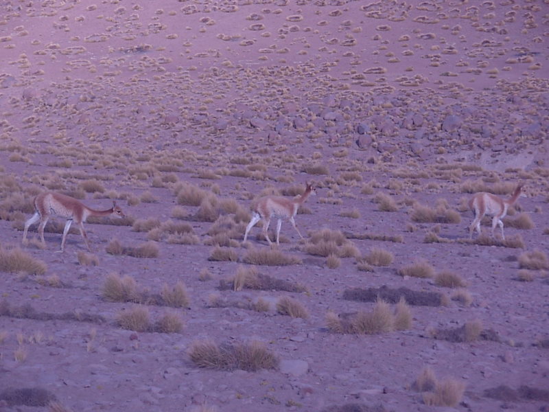 Foto de San Pedro de Atacama, Chile