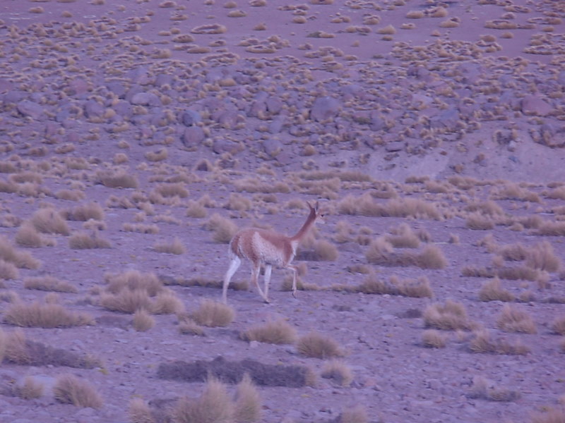 Foto de San Pedro de Atacama, Chile