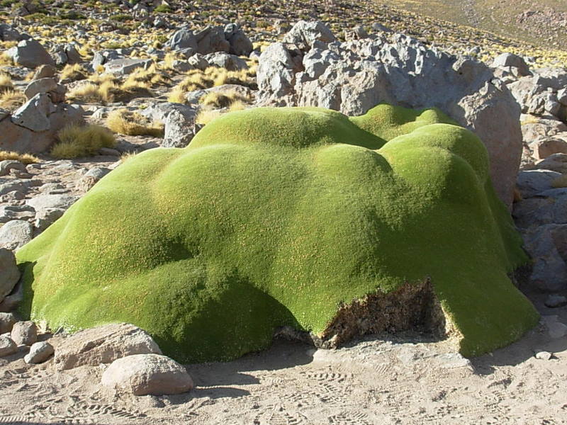 Foto de San Pedro de Atacama, Chile