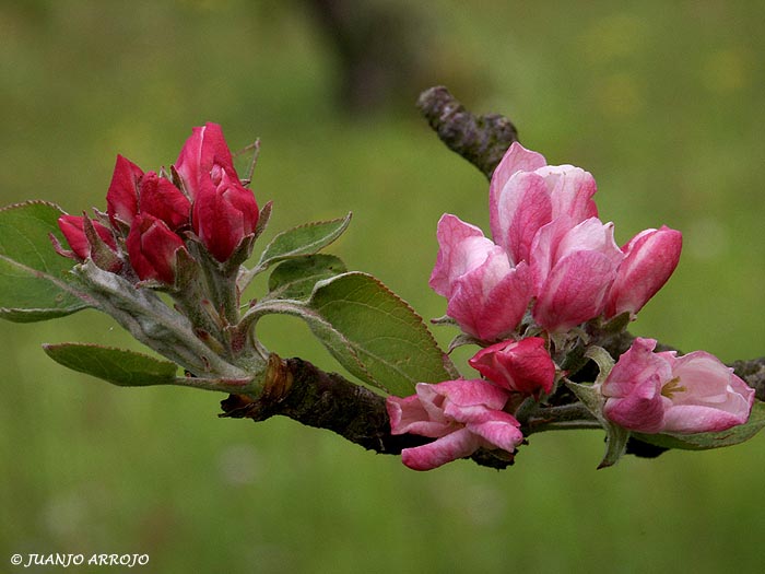Foto de Villaviciosa (Asturias), España
