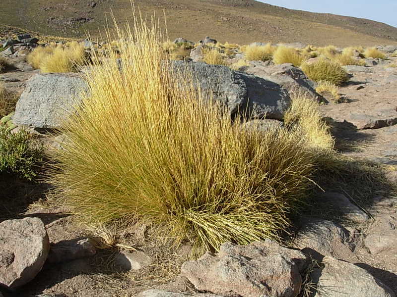 Foto de San Pedro de Atacama, Chile